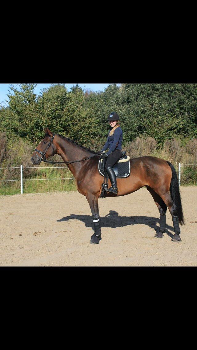 Dansk Varmblod Willma billede 11