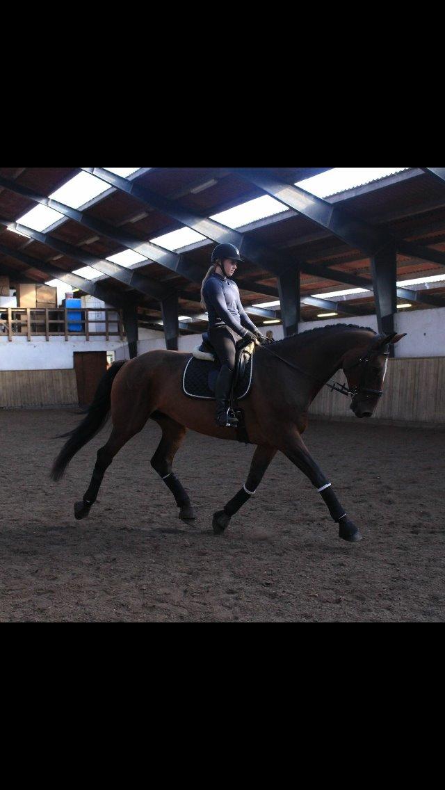 Dansk Varmblod Willma billede 10