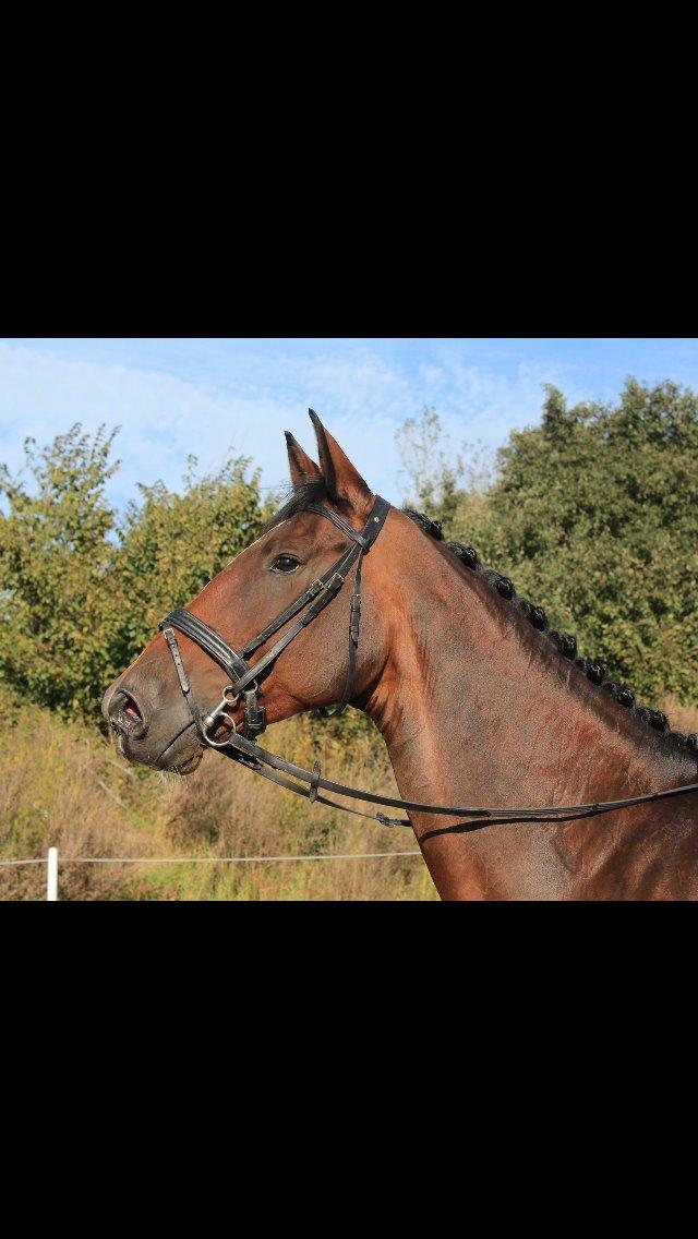 Dansk Varmblod Willma billede 1