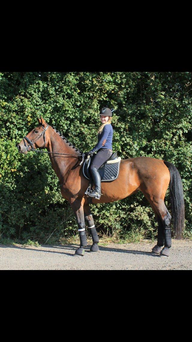 Dansk Varmblod Willma billede 7