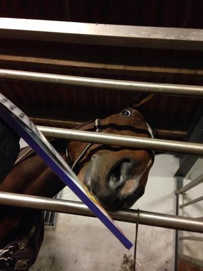 Dansk Varmblod Willma billede 12