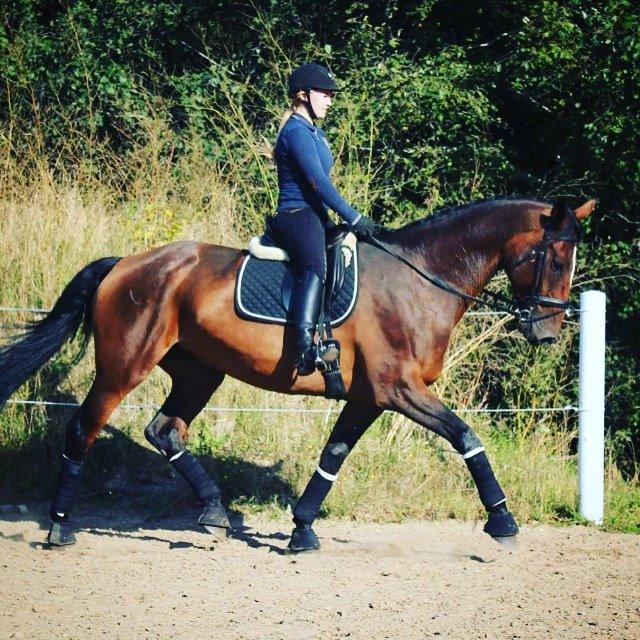 Dansk Varmblod Willma billede 4