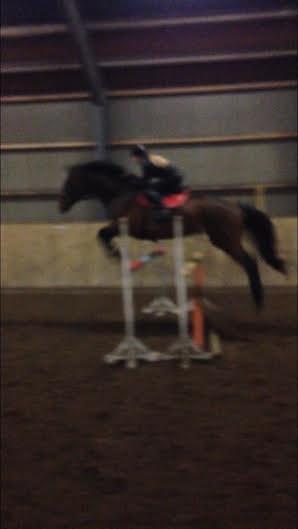 Dansk Varmblod Willma billede 2