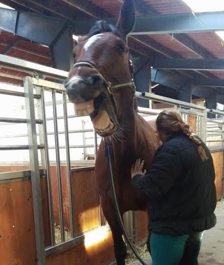 Dansk Varmblod Willma billede 13