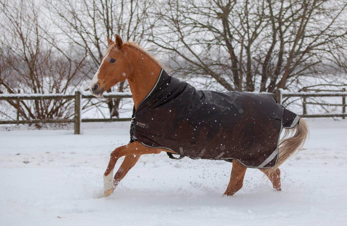 Anden særlig race Nikky billede 1