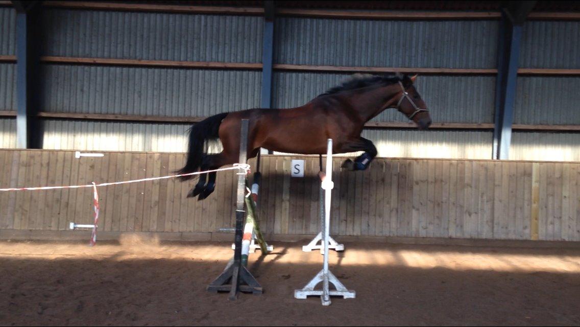 Dansk Varmblod Willma billede 15