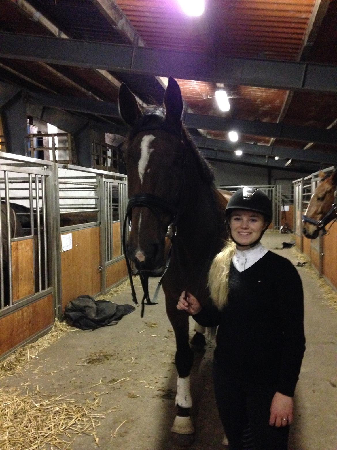 Dansk Varmblod Willma billede 19