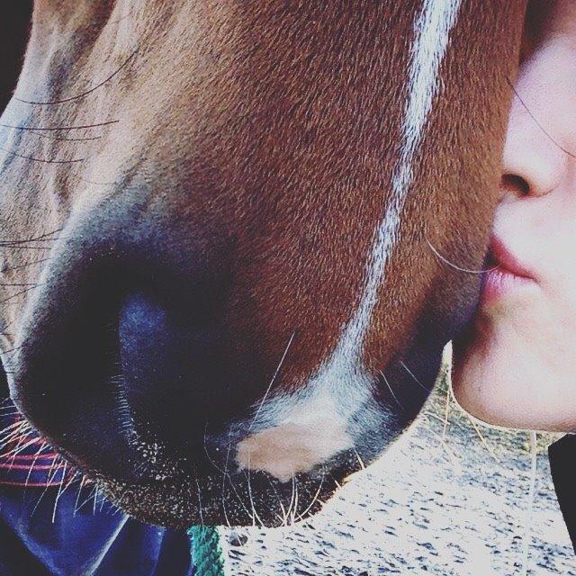 Dansk Varmblod Willma billede 20