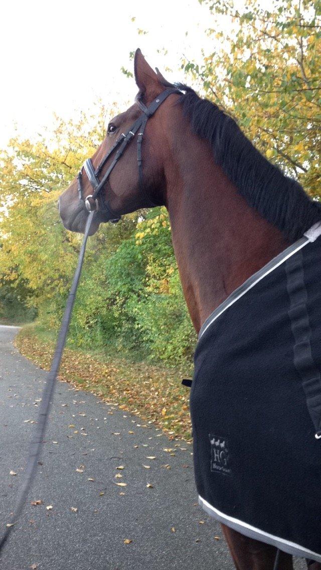 Dansk Varmblod Willma billede 18