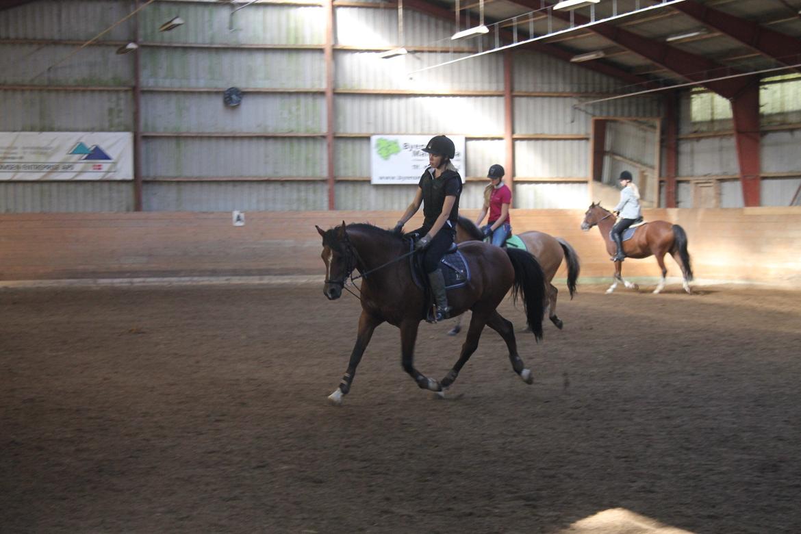 Anden særlig race Premiat (Prop) billede 13