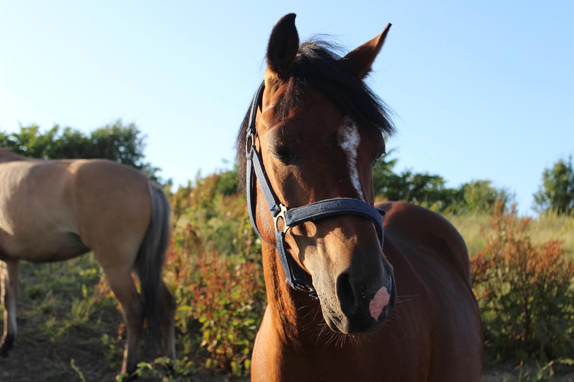 Anden særlig race Premiat (Prop) billede 4