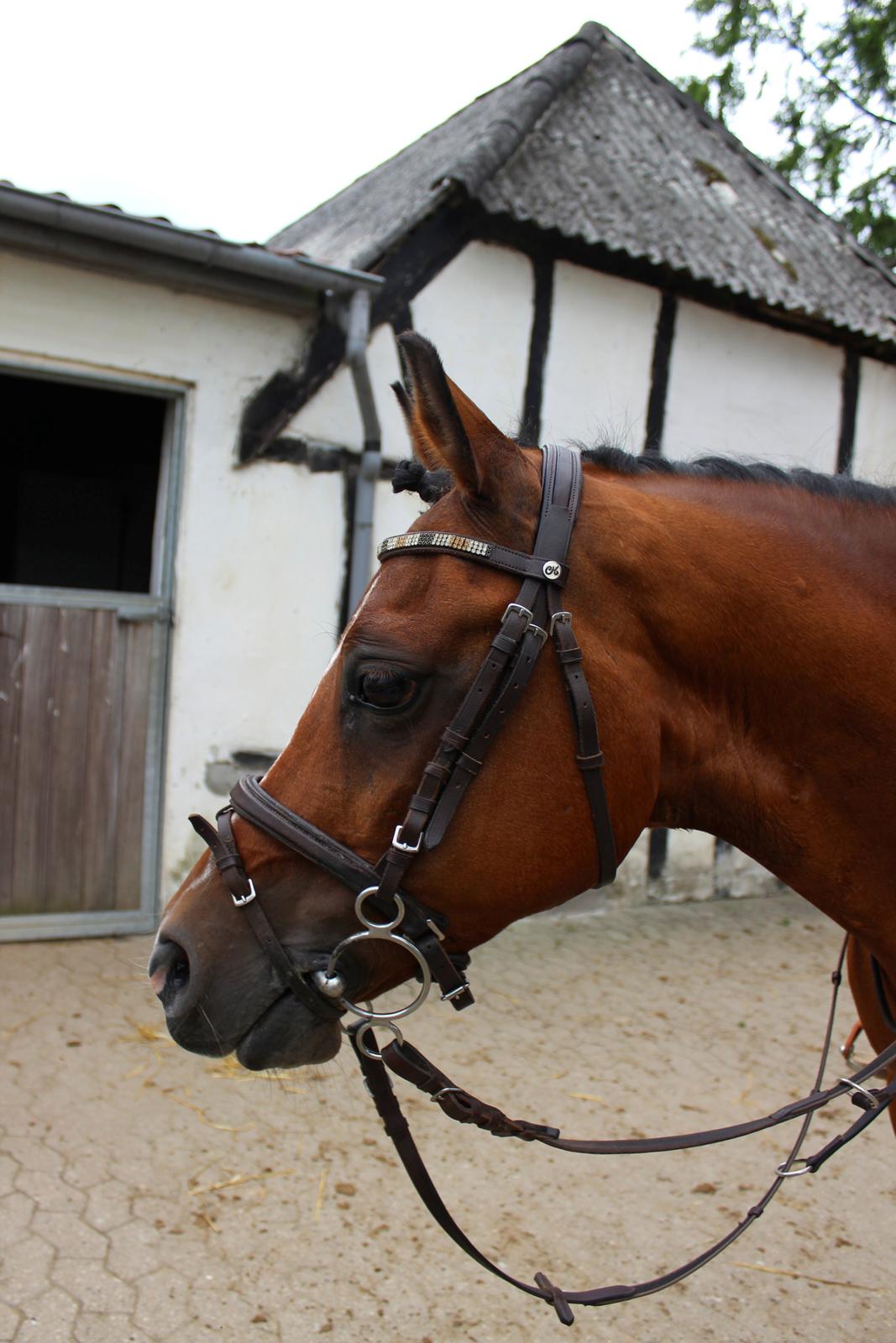 Anden særlig race Premiat (Prop) billede 15