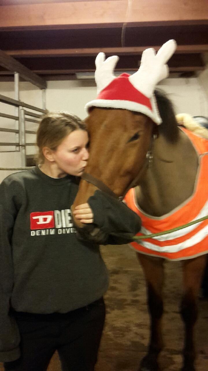 Anden særlig race Prins Charman ( Tidl hest) billede 17