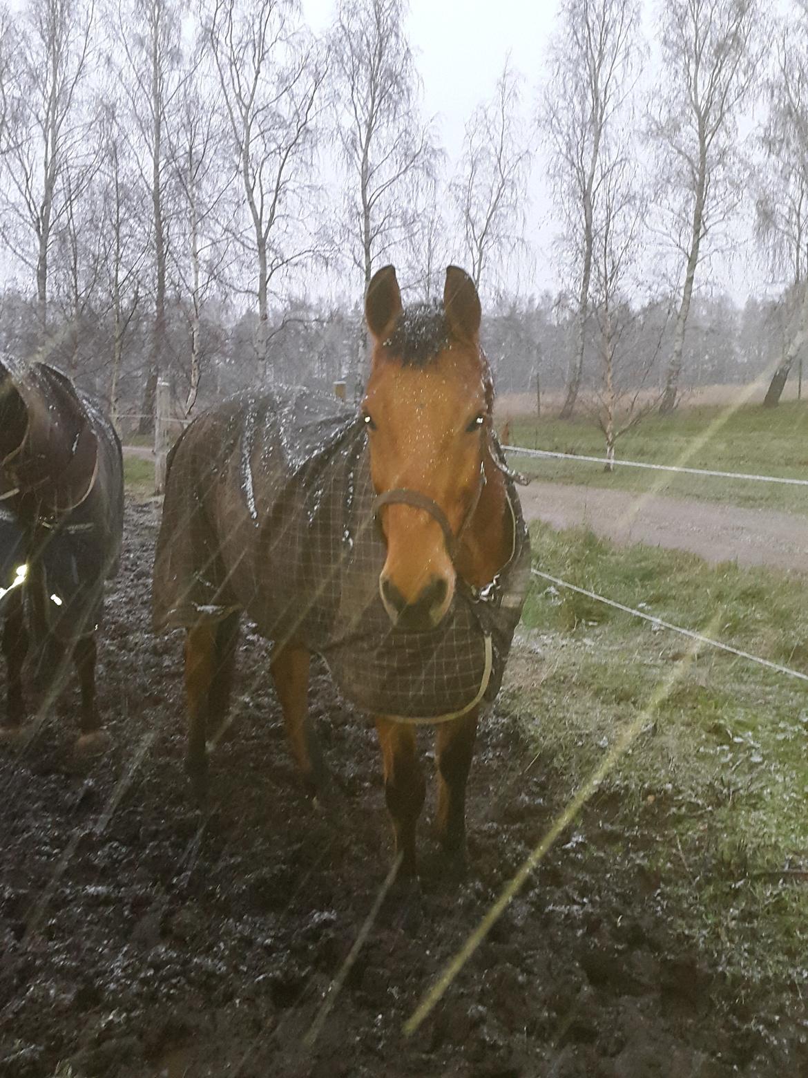 Anden særlig race Prins Charman ( Tidl hest) billede 18
