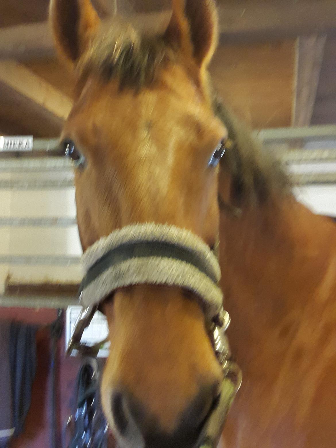 Anden særlig race Prins Charman ( Tidl hest) billede 19