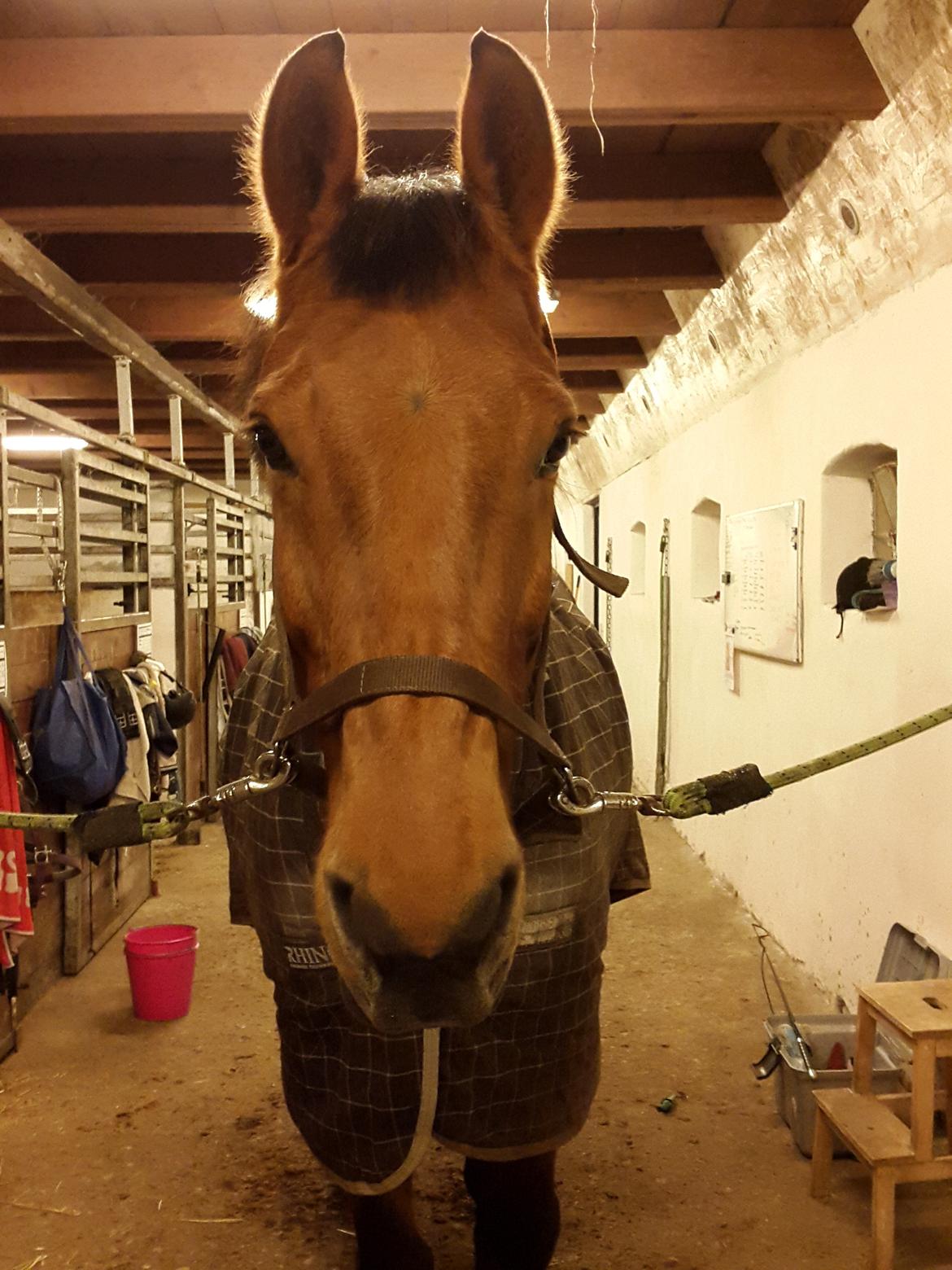 Anden særlig race Prins Charman ( Tidl hest) billede 20