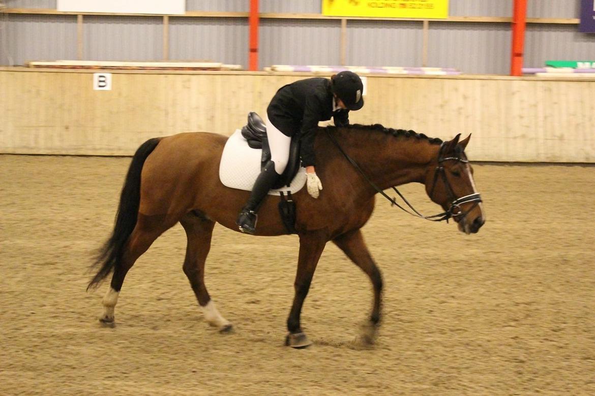 Dansk Varmblod Westergaardens Lucky Star billede 13