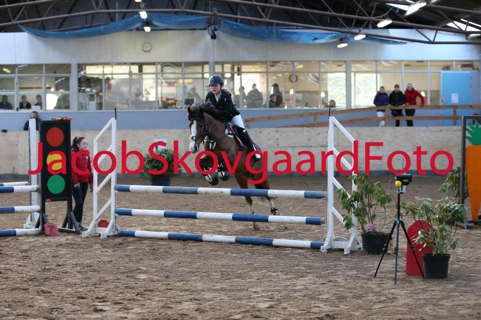 DSP Fjordglimt's afrodite - Foto: Jacobskovgaardfoto billede 11