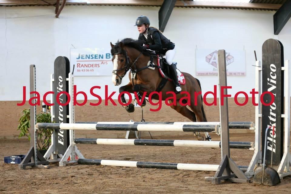 DSP Fjordglimt's afrodite - Foto: Jacobskovgaardfoto billede 8