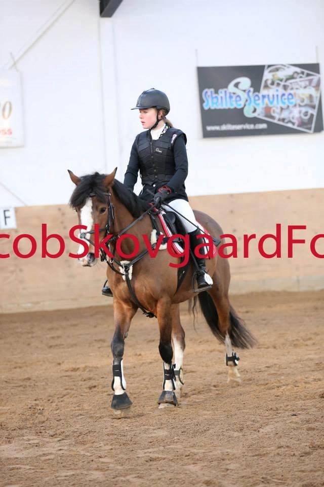 DSP Fjordglimt's afrodite - Foto: Jacobskovgaardfoto billede 2