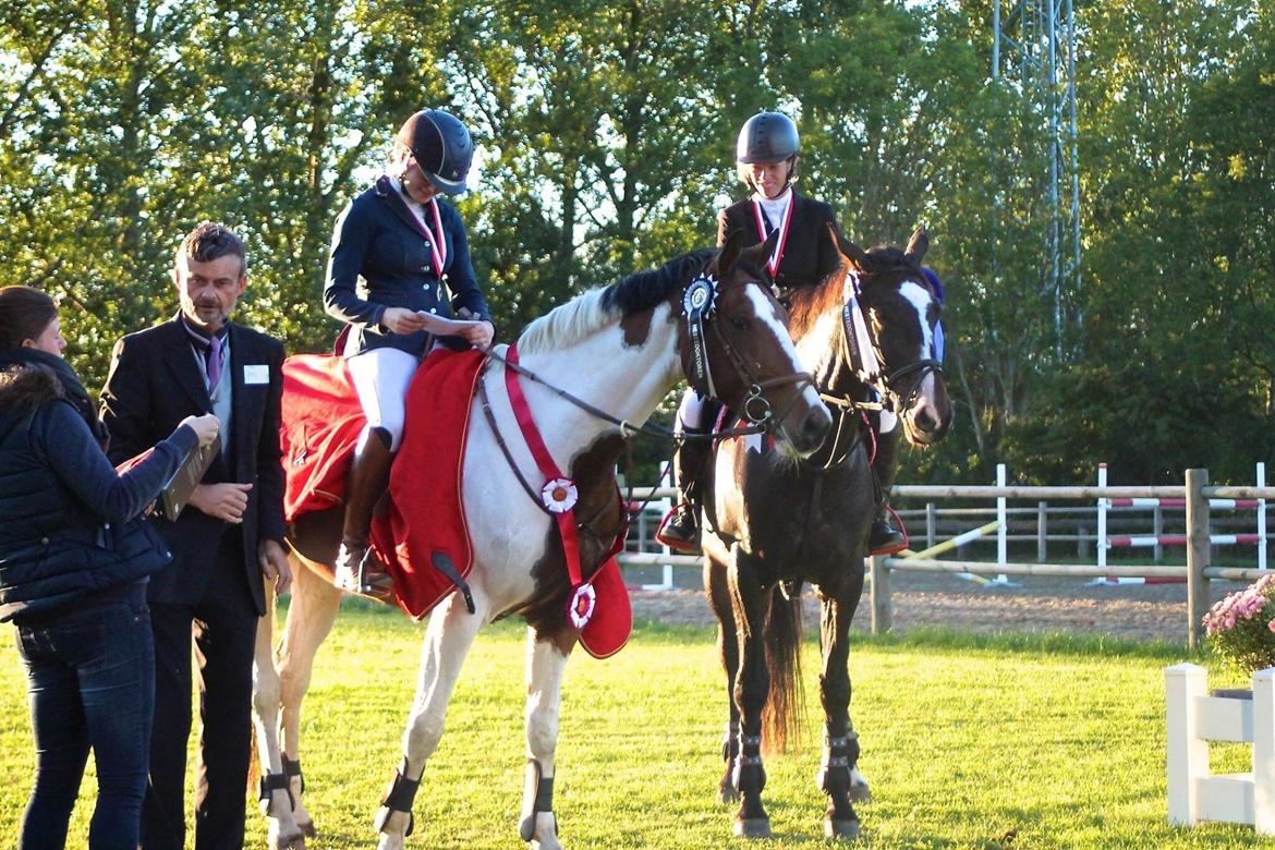 Svensk Varmblod Rodinne T billede 21