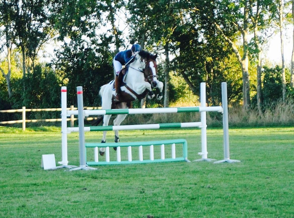 Svensk Varmblod Rodinne T billede 23