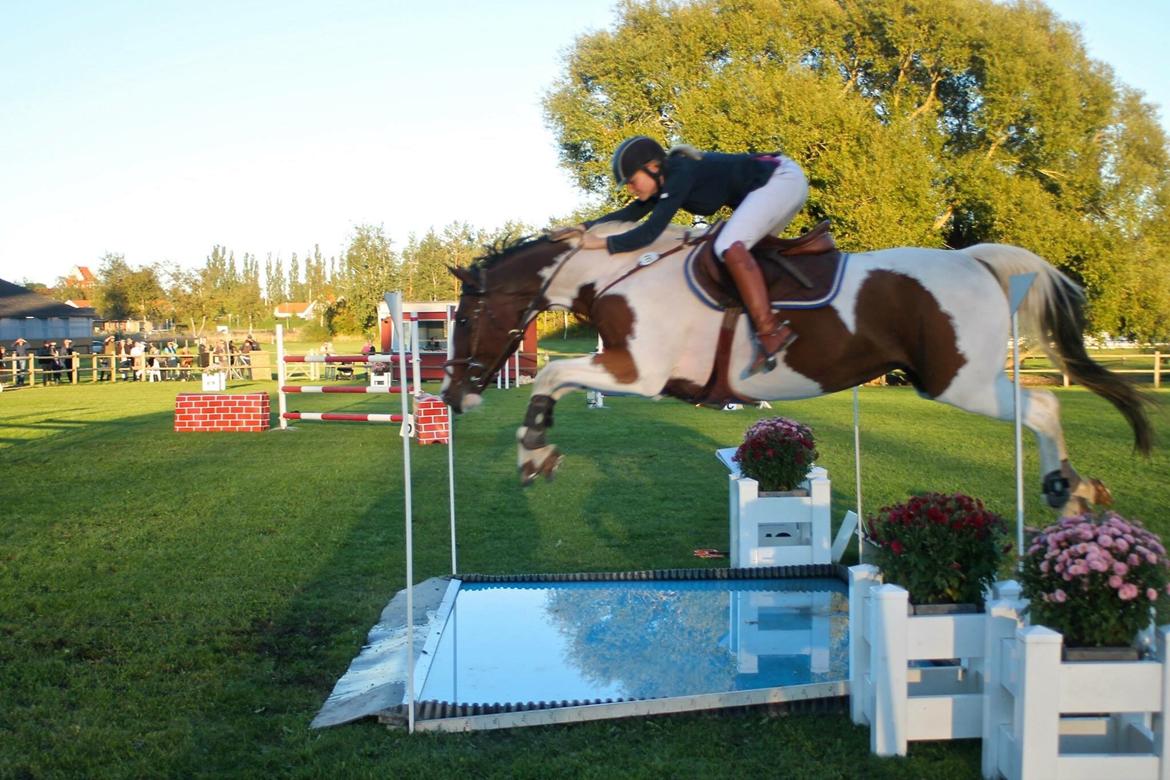 Svensk Varmblod Rodinne T billede 24