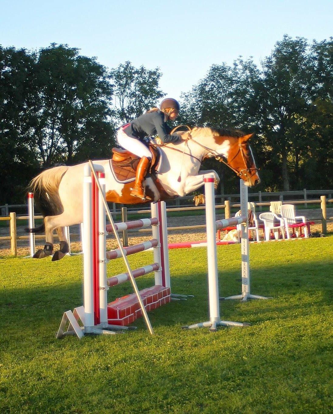 Svensk Varmblod Rodinne T billede 22