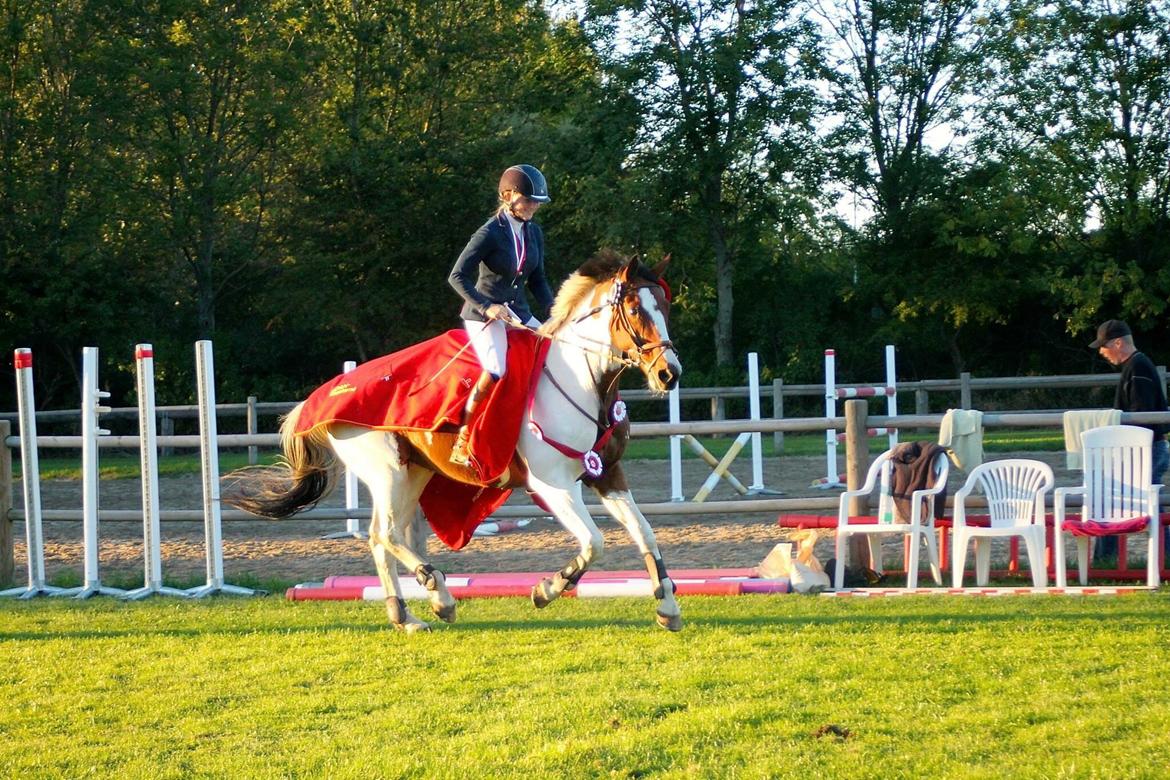 Svensk Varmblod Rodinne T billede 25