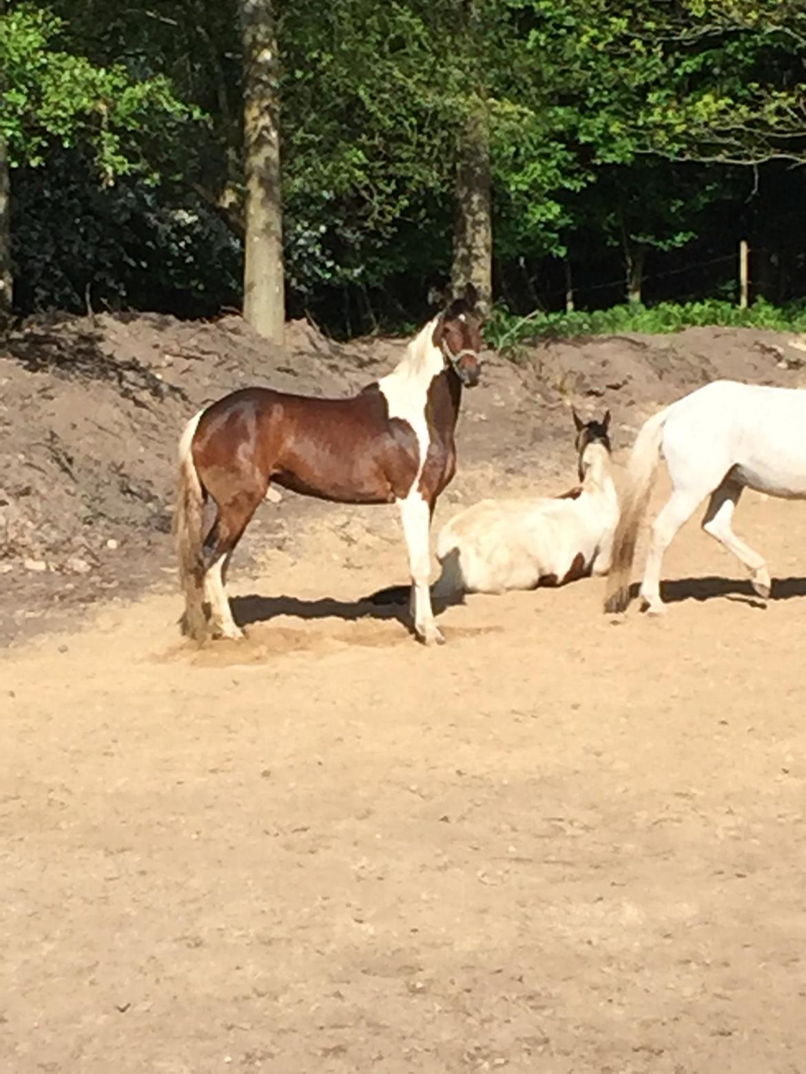 Pinto Caramba billede 9