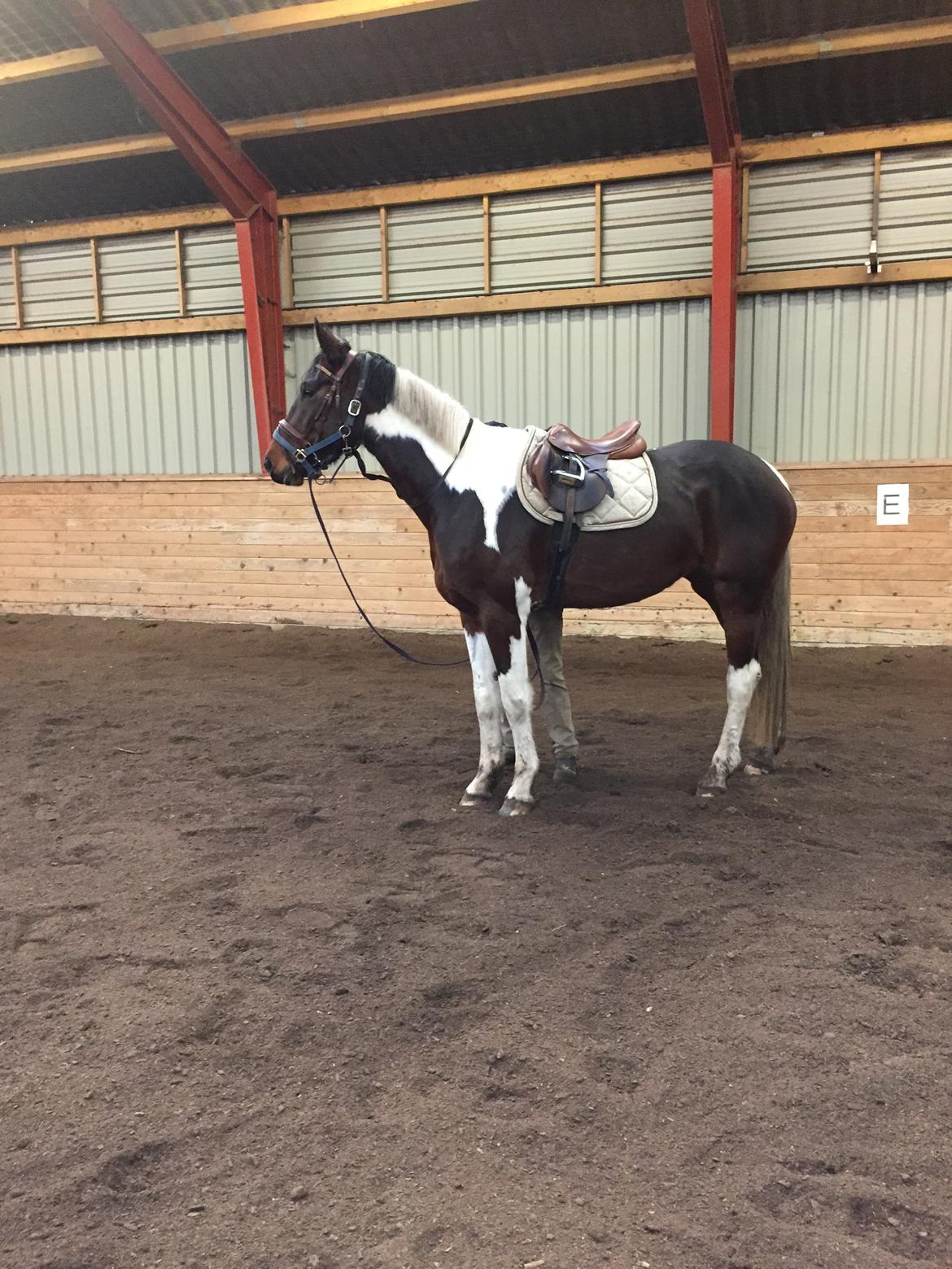 Pinto Caramba billede 11