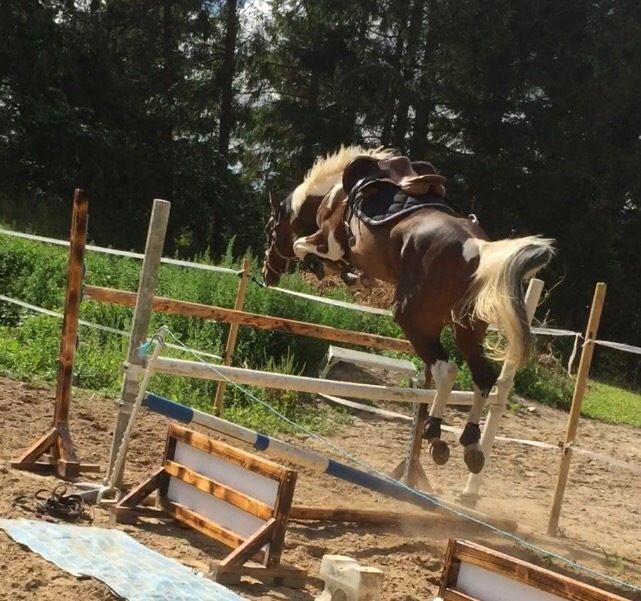 Pinto Caramba billede 12