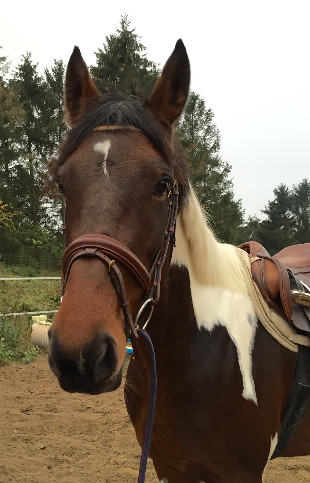 Pinto Caramba billede 13