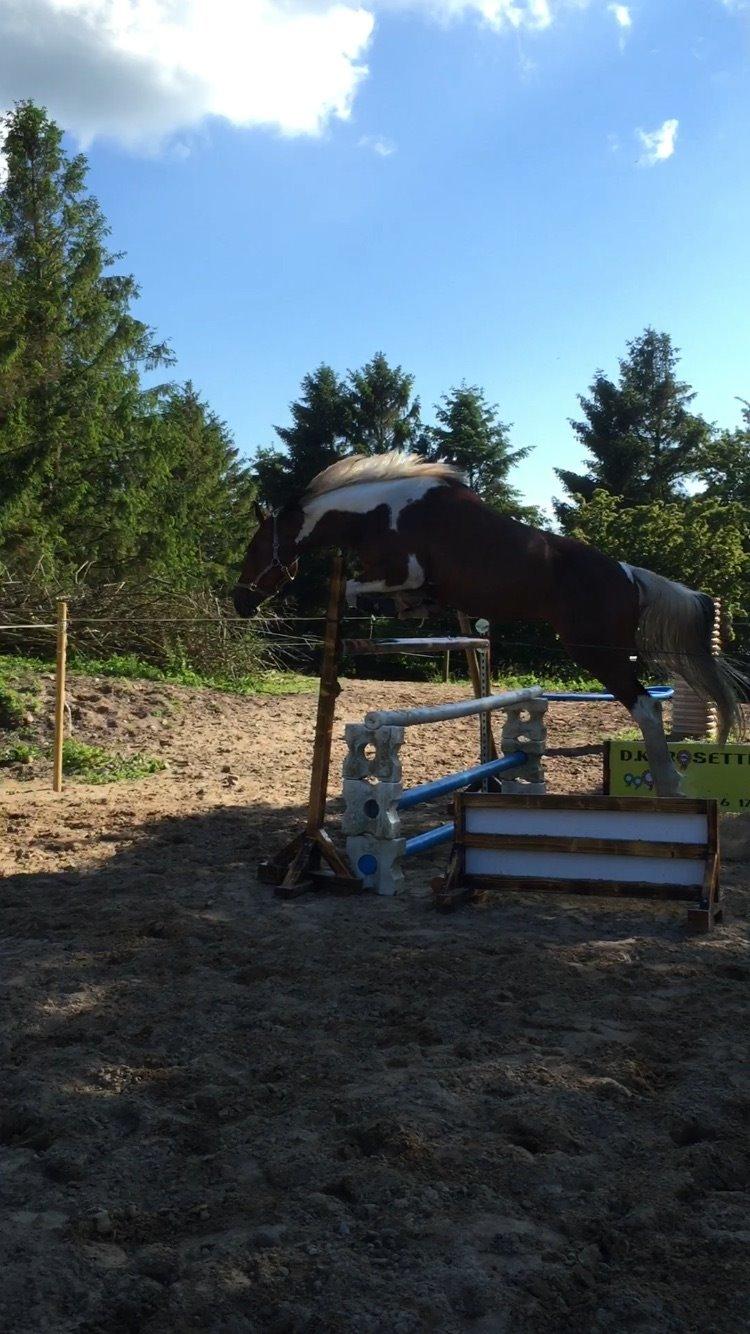 Pinto Caramba billede 10