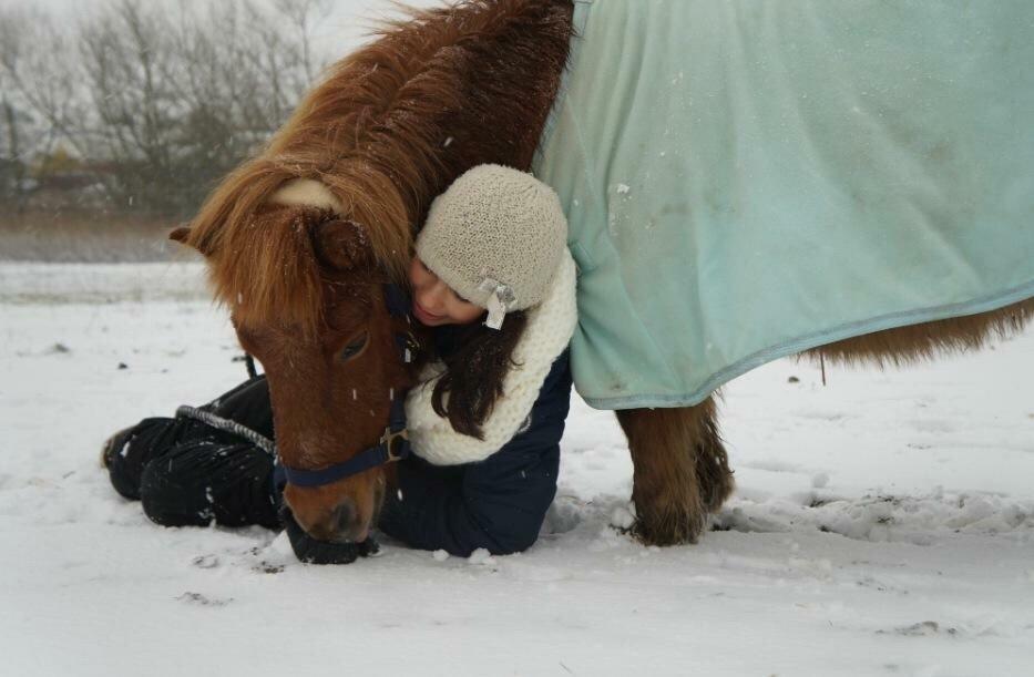 Shetlænder Pilagergårds Amanda billede 12