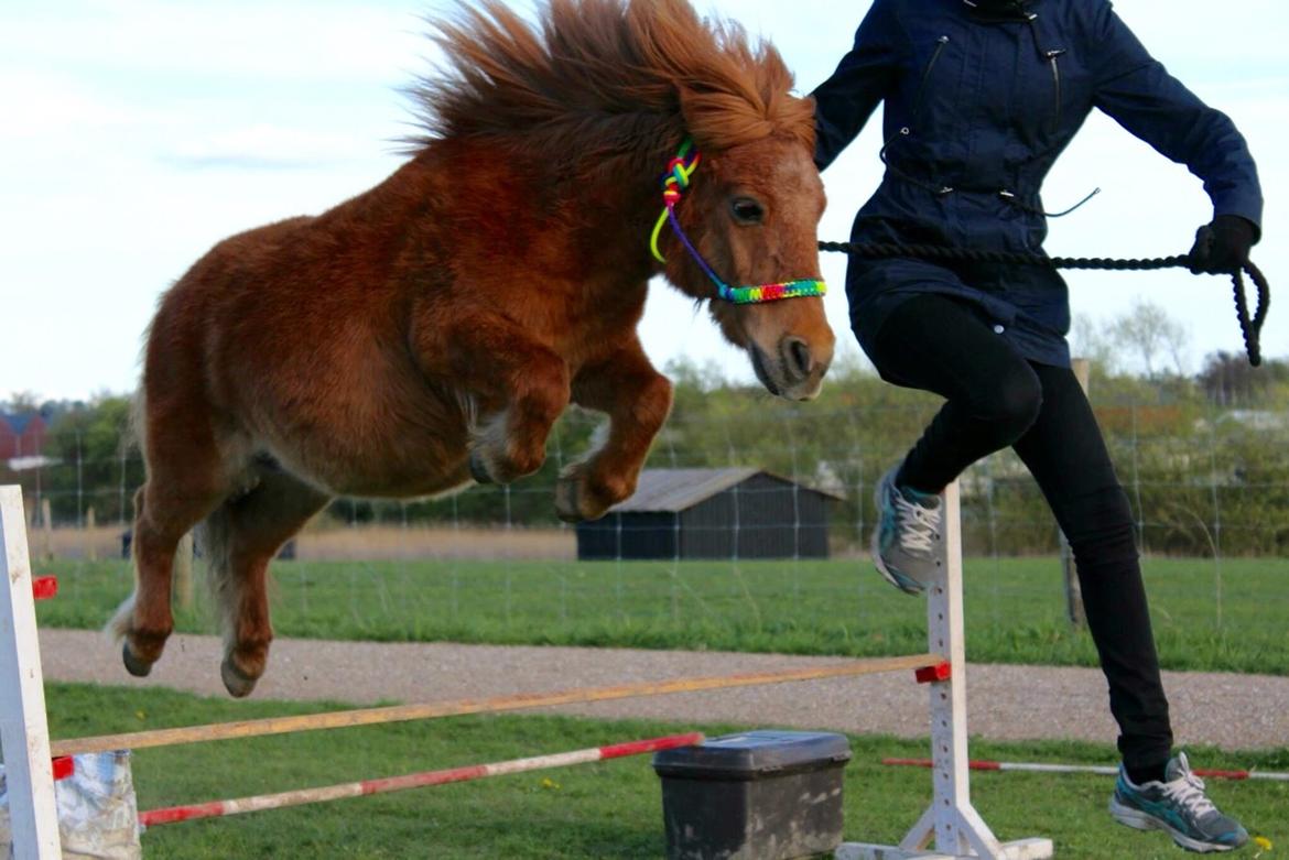 Shetlænder Pilagergårds Amanda billede 13