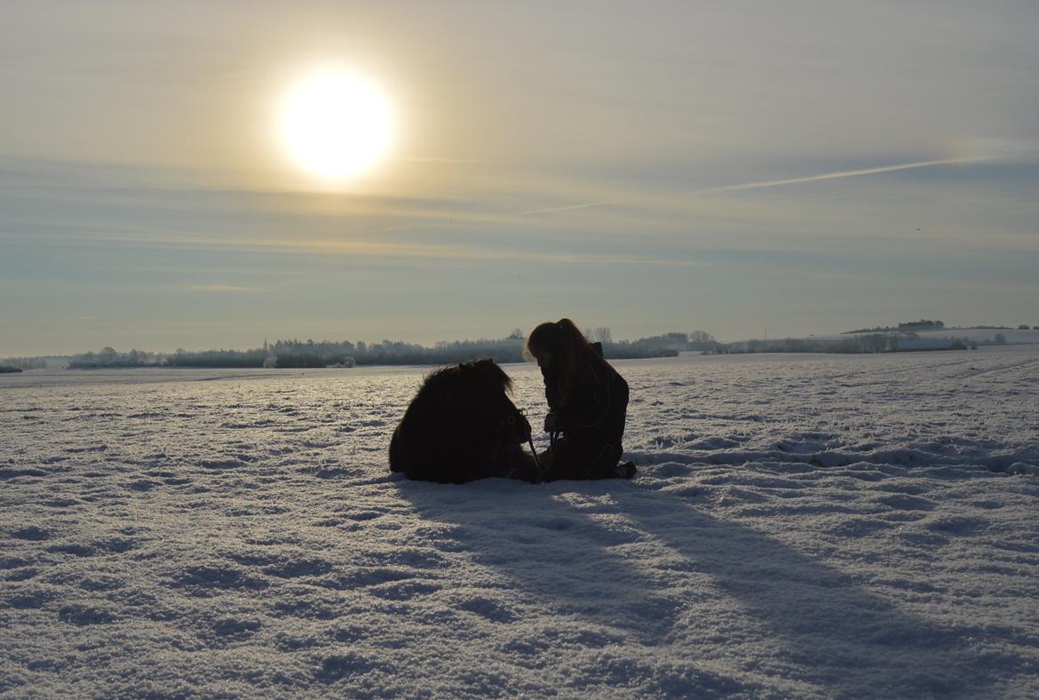 Shetlænder Frisko - Vinter 2014 billede 3