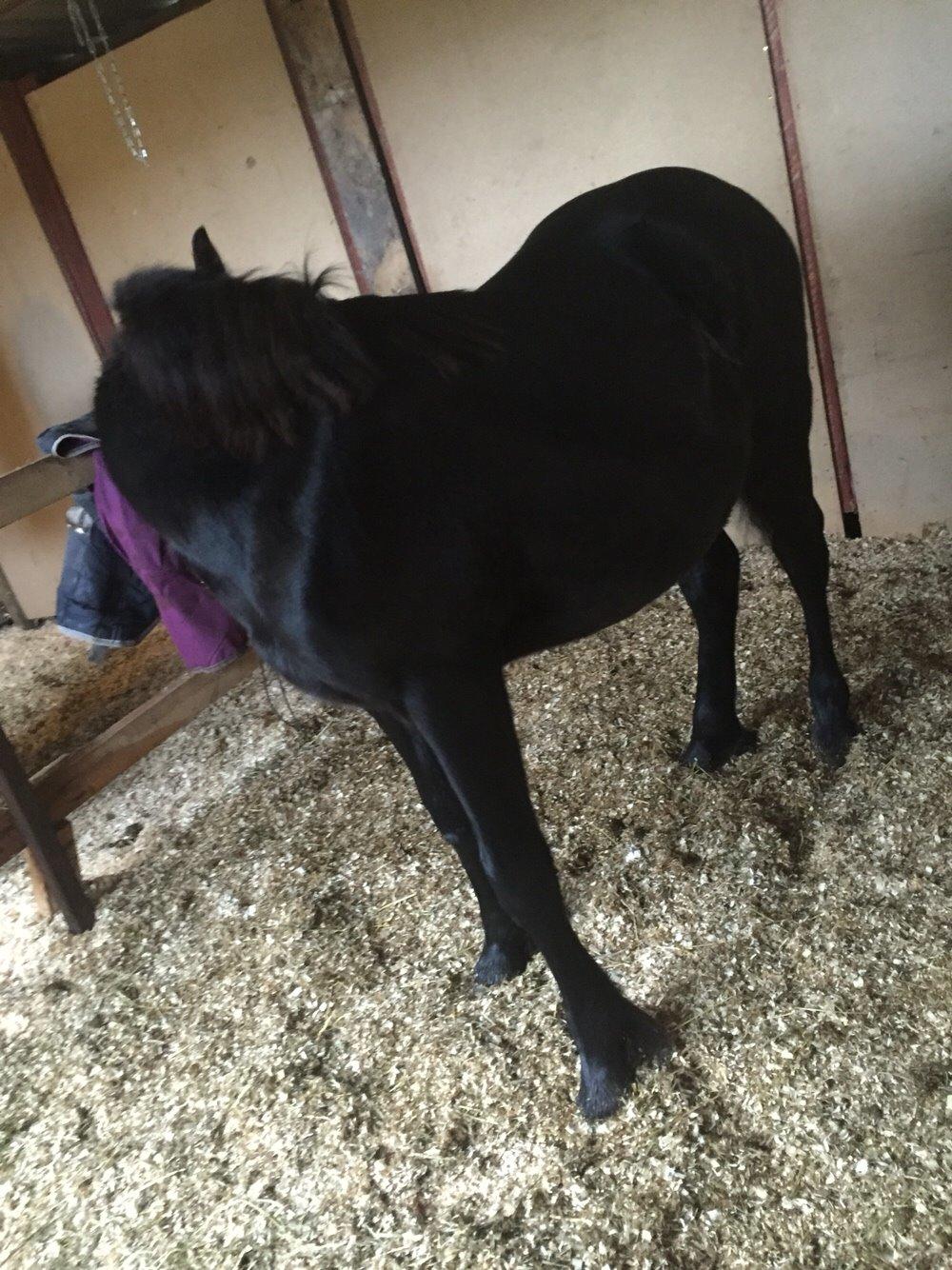 Frieser Vallentino De Chanel billede 6