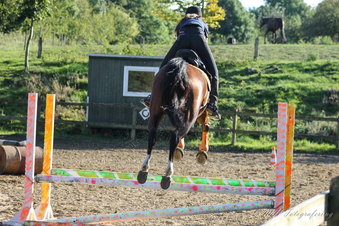 Dansk Varmblod Westergaardens Lucky Star billede 15