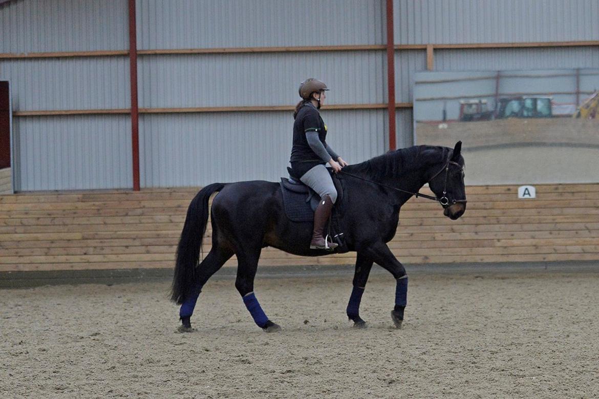 Oldenborg Santos af birkelund billede 8