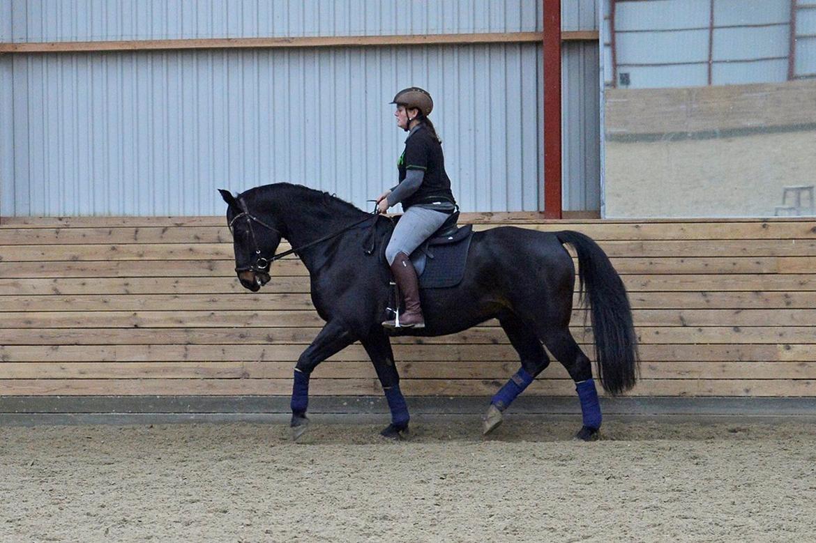 Oldenborg Santos af birkelund billede 9