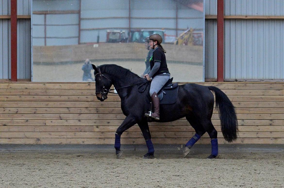 Oldenborg Santos af birkelund billede 10