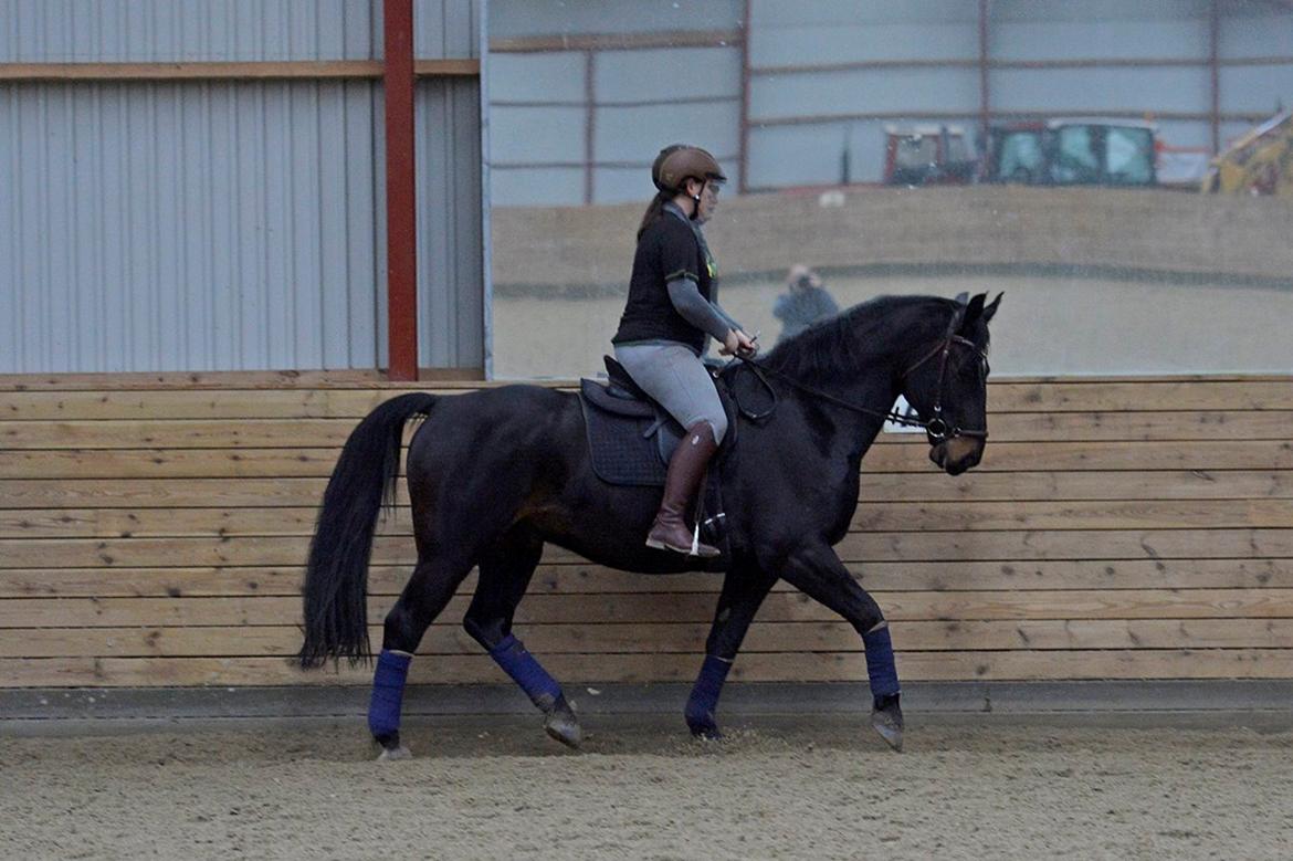 Oldenborg Santos af birkelund billede 11