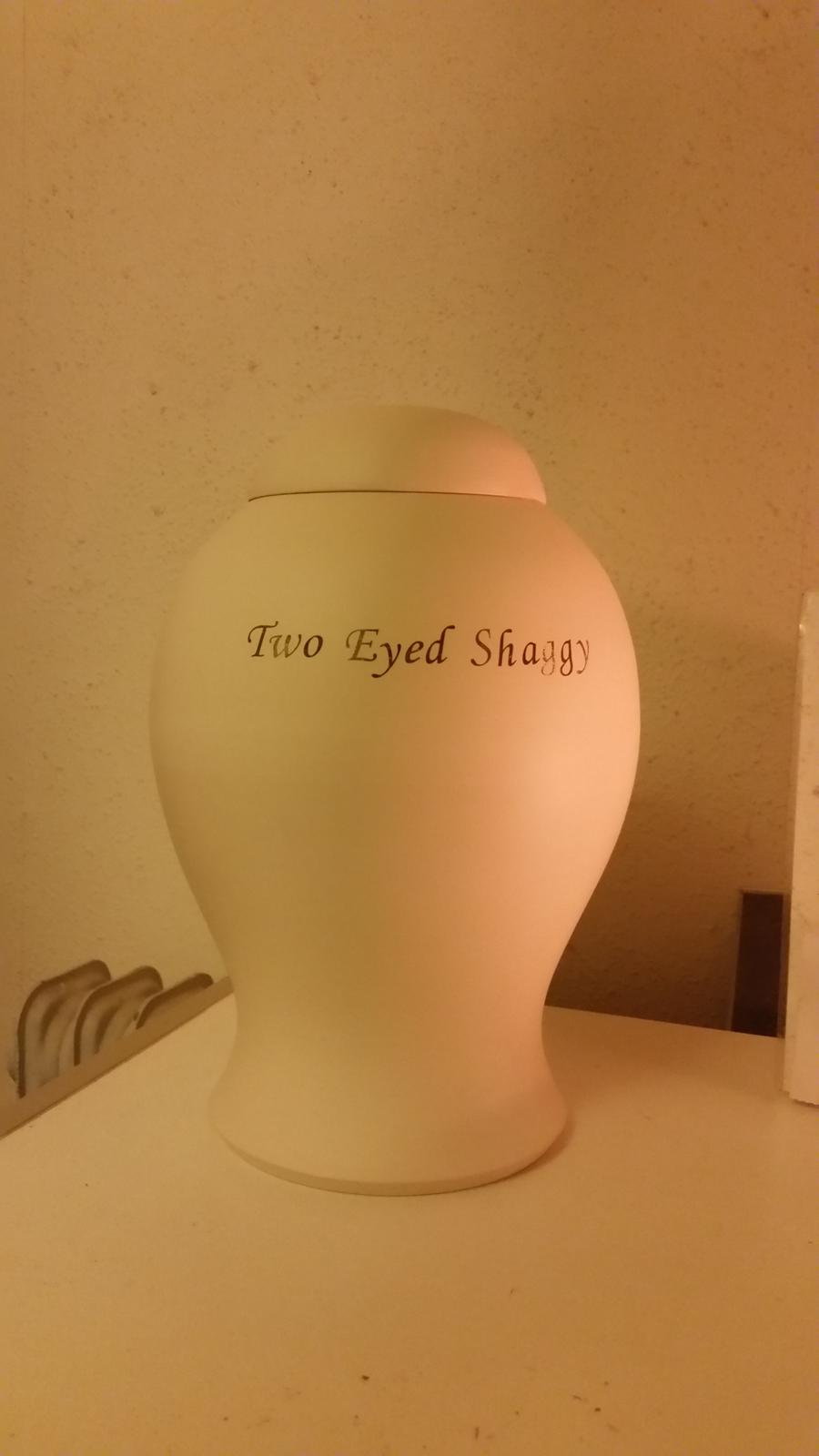 Pinto Two Eyed Shaggy  - Således ser Shaggy ud i dag. Han står i den smukkeste urne og vejer nu beskedne 15 kg.  billede 10