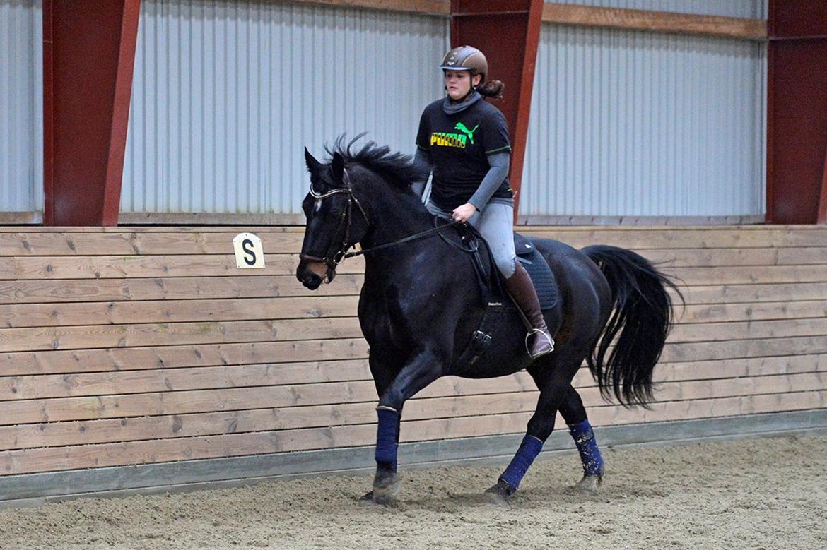 Oldenborg Santos af birkelund billede 13