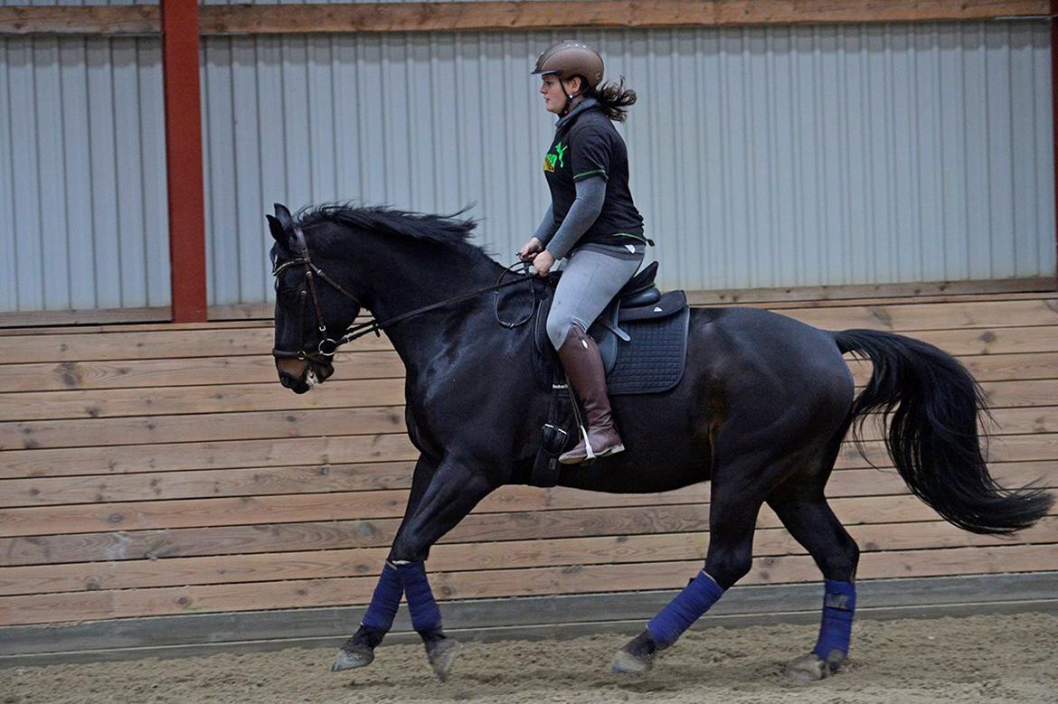 Oldenborg Santos af birkelund billede 14