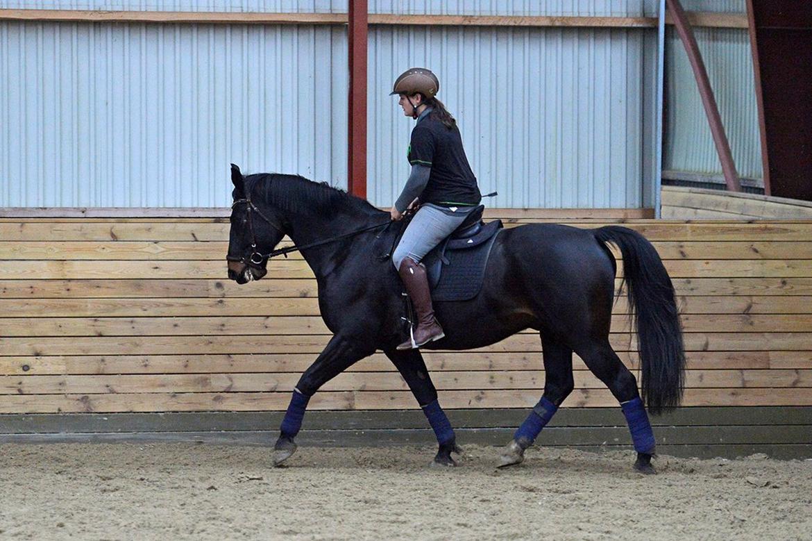 Oldenborg Santos af birkelund billede 15