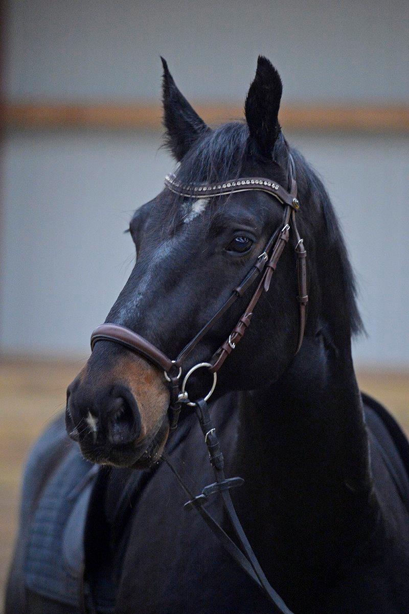 Oldenborg Santos af birkelund billede 4