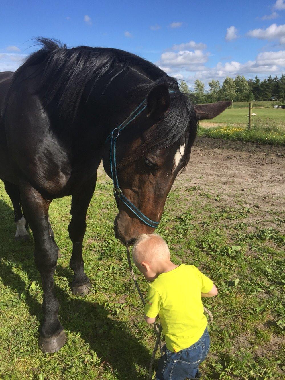 Oldenborg Vestergaard´s Rafinel billede 24