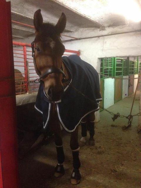 Tysk Oldenburger Lemon billede 1